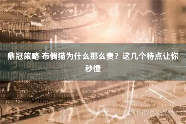 鼎冠策略 布偶猫为什么那么贵？这几个特点让你秒懂